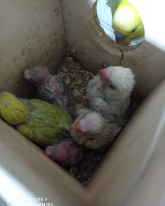 Piccoli di cocorite e non alcune già svezzati