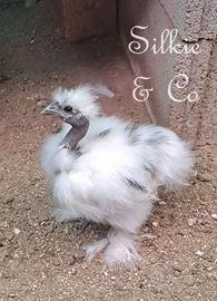 2 pulcini moroseta SILKIE