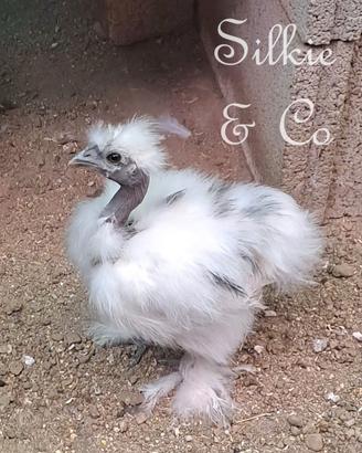 2 pulcini moroseta SILKIE