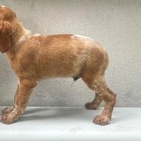 Cuccioli di Epagneul Breton - Linea da lavoro