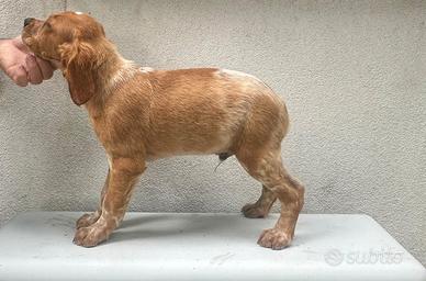 Cuccioli di Epagneul Breton - Linea da lavoro