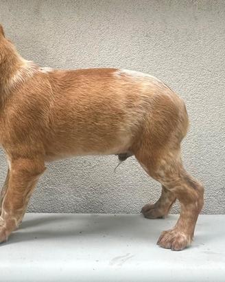 Cuccioli di Epagneul Breton - Linea da lavoro