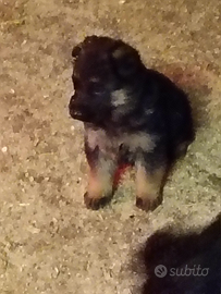 Pastore tedesco cuccioli