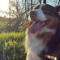 Pastore australiano leggi descrizione