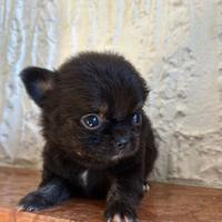 Chihuahua maschietto