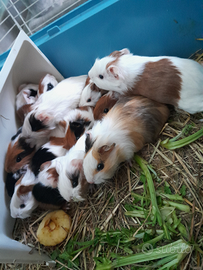 Cavie/ porcellini d'india