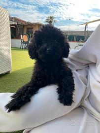 Cucciolo di Barboncino nero