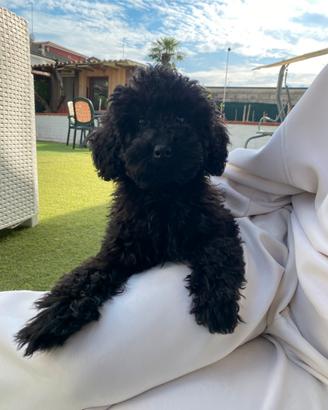 Cucciolo di Barboncino nero