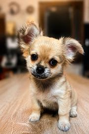 Ultimi Chihuahua disponibili