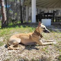 Maschio Whippet per accoppiamento