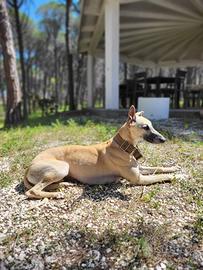 Maschio Whippet per accoppiamento