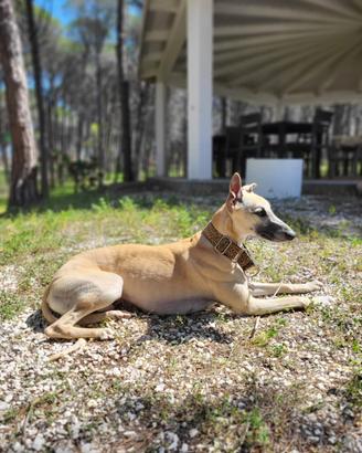 Maschio Whippet per accoppiamento