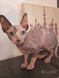 Sphynx