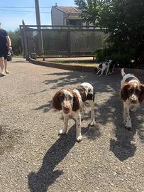 Springer spaniel cuccioli