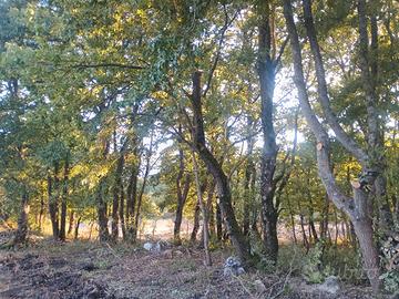 legna da ardere