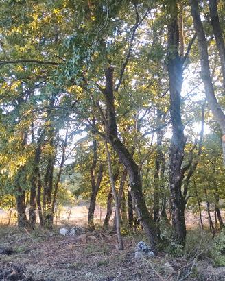 legna da ardere