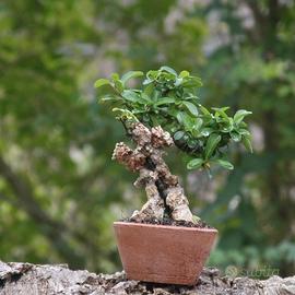 Bonsai Piracanta 