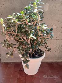 Pianta Grassa