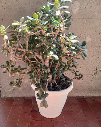 Pianta Grassa