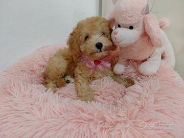 Cucciola barboncino  femmina 