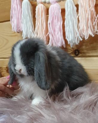 Cuccioli coniglio nano ariete e minilop