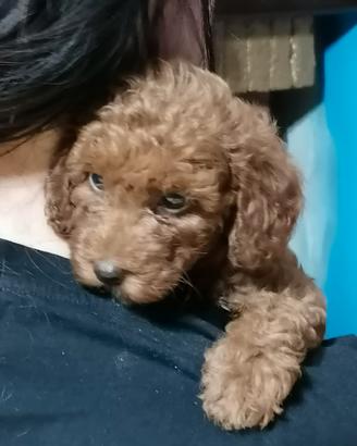 cucciolata privata barboncini red 