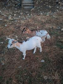 caprette nane tibetane 