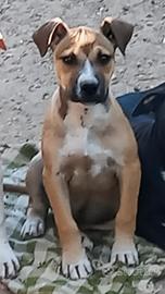 Pitbull ukc