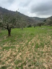 Terreno c.da canalotto