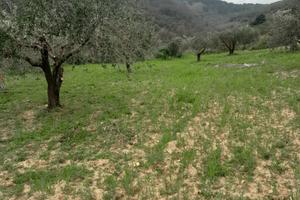 Terreno c.da canalotto