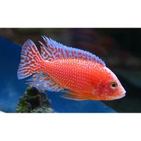 Ciclidi africani Malawi