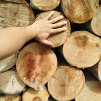 Legna da ardere noce e platano