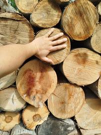 Legna da ardere noce e platano