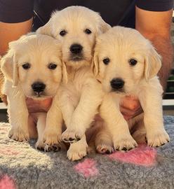 Prestigiosa Cucciolata di Golden Retriever