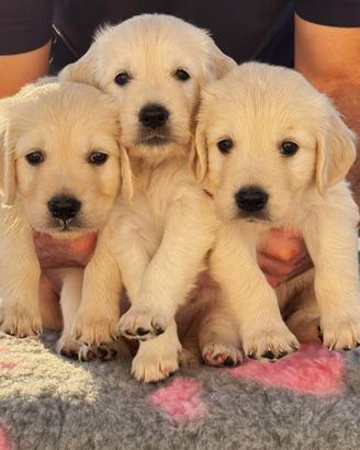 Prestigiosa Cucciolata di Golden Retriever