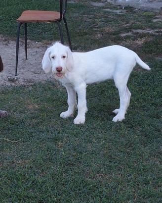 Cane Spinone italiano