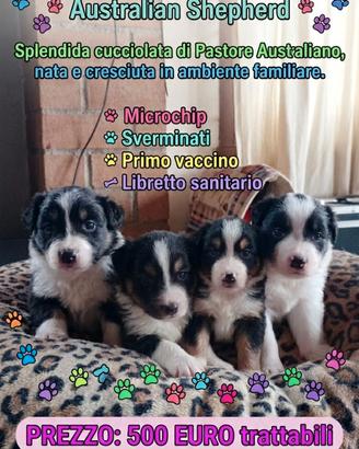 Australian Shepherd