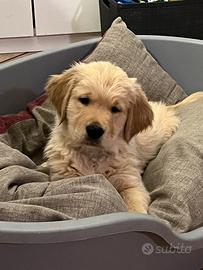 Cuccioli golden retriever