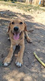 Cucciolo taglia grande mix retriever