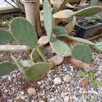 FICHI D'INDIA VARIETÀ PERENNE EURO 8 A PIANTA 