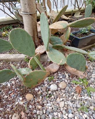 FICHI D'INDIA VARIETÀ PERENNE EURO 8 A PIANTA 