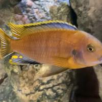 R_e_g_a_l_o ciclide malawi africa