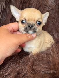 Chihuahua iper tipico mini