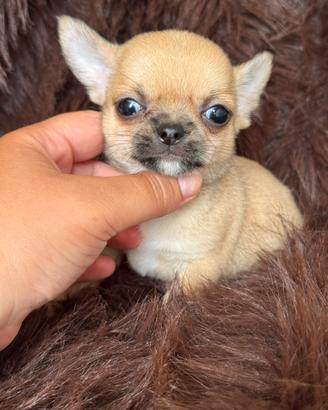 Chihuahua iper tipico mini