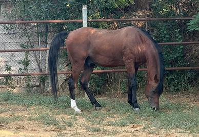 Cavallo arabo