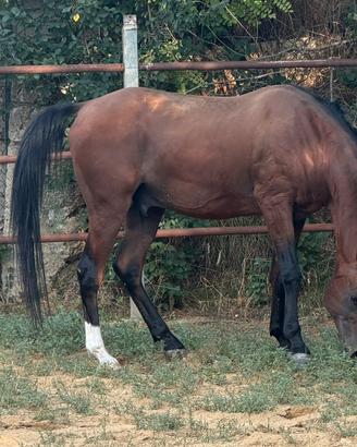Cavallo arabo