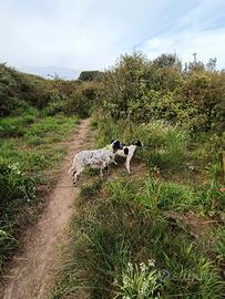Pointer inglese