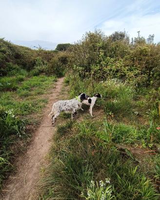 Pointer inglese
