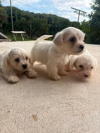 Cuccioli maltese