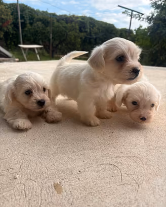 Cuccioli maltese